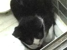 Gato ra a SRD idade 2 a 6 meses nome Sem nome