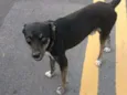 Sammy