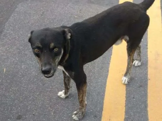 Cachorro raça Vira lata idade 1 ano nome Sammy