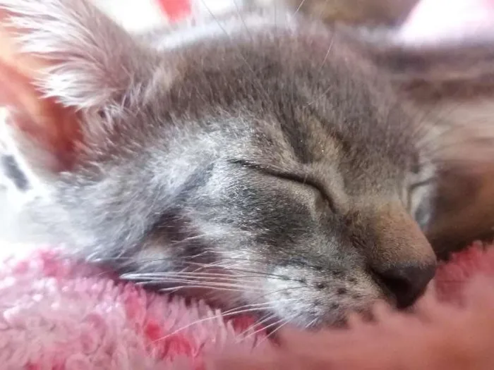Gato ra a Sem raça definida  idade 2 a 6 meses nome Sem nome 