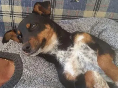 Cachorro ra a SRD idade 2 a 6 meses nome Arya