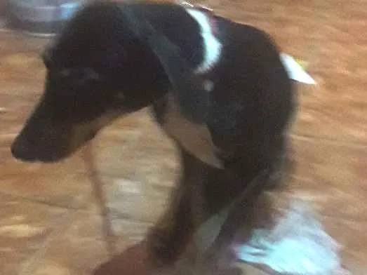 Cachorro ra a Vira lata idade 2 a 6 meses nome Luna