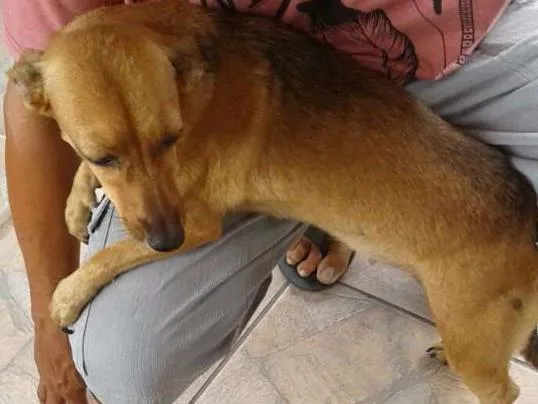 Cachorro ra a Indefinida idade 1 ano nome Malu