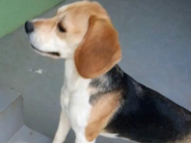 Cachorro ra a Beagle  idade 1 ano nome Luna