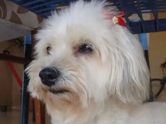 Cachorro ra a Lhasa apso misturado idade 6 ou mais anos nome Belinha