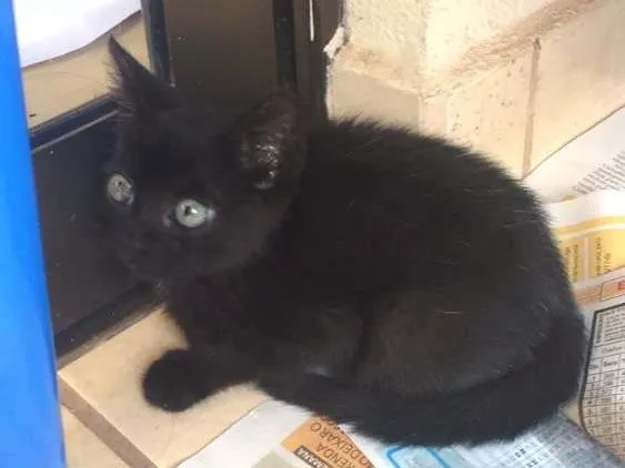 Gato ra a  idade Abaixo de 2 meses nome Nao tem ainda 