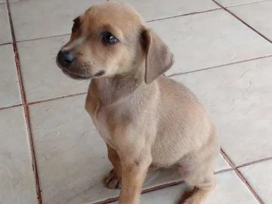 Cachorro ra a RND idade 2 a 6 meses nome Drika