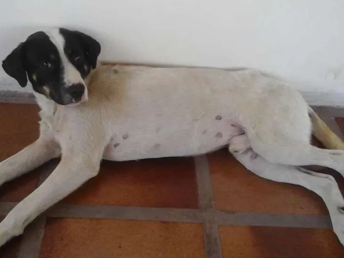 Cachorro ra a Vira Lata idade 7 a 11 meses nome Chester