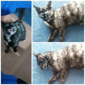Gato raça indefinida idade 7 a 11 meses nome Pretinha 