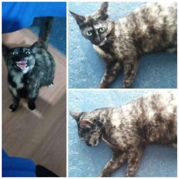 Gato ra a indefinida idade 7 a 11 meses nome Pretinha 
