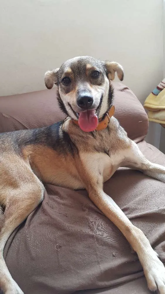 Cachorro ra a SRD idade 3 anos nome Nina