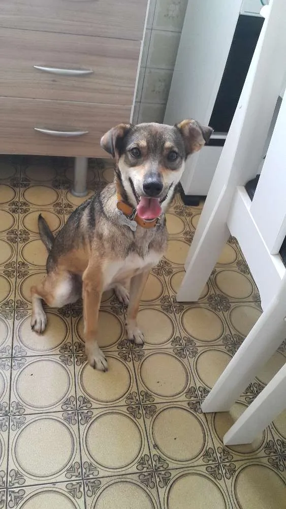 Cachorro ra a SRD idade 3 anos nome Nina
