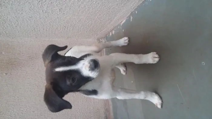 Cachorro ra a  idade Abaixo de 2 meses nome Sadam