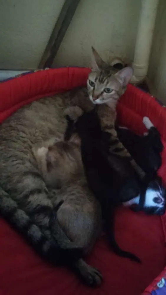 Gato raça  idade Abaixo de 2 meses nome Gatinhos