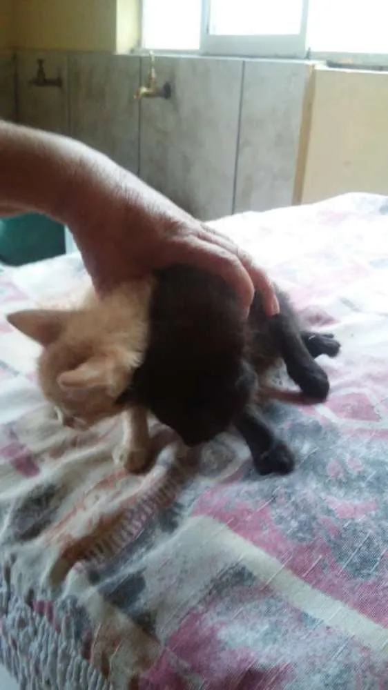Gato raça  idade Abaixo de 2 meses nome Gatinhos