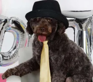 Cachorro raça Poodle idade 1 ano nome Bidú