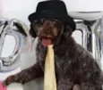 Bidú