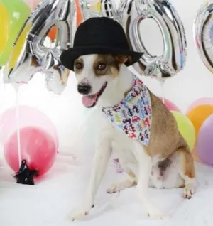 Cachorro raça SRD idade 1 ano nome Snoopy