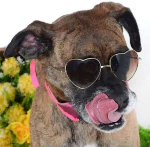 Cachorro raça Boxer idade 4 anos nome Paçoca
