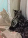 Gatinhos