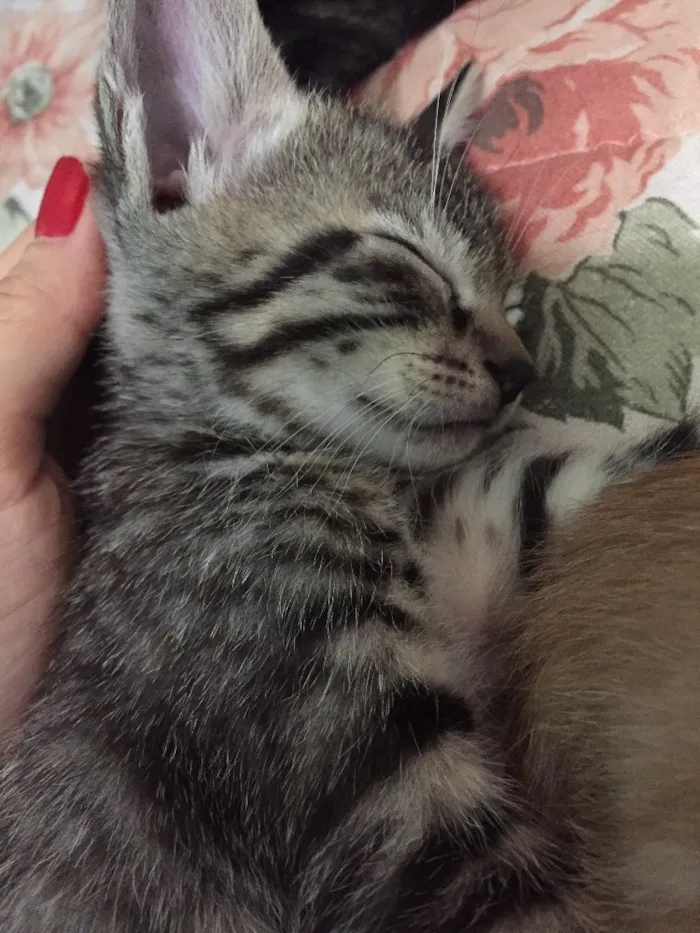 Gato ra a  idade Abaixo de 2 meses nome Gatinhos