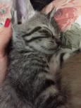 Gatinhos