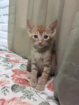 Gatinhos