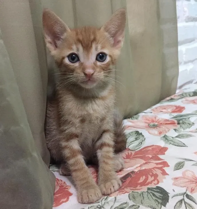 Gato ra a  idade Abaixo de 2 meses nome Gatinhos