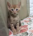 Gatinhos