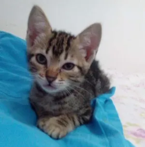 Gato raça SRD idade Abaixo de 2 meses nome Sem nome 