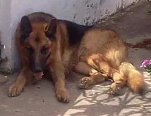 Cachorro raça pastor alemão idade 3 anos nome nao sei