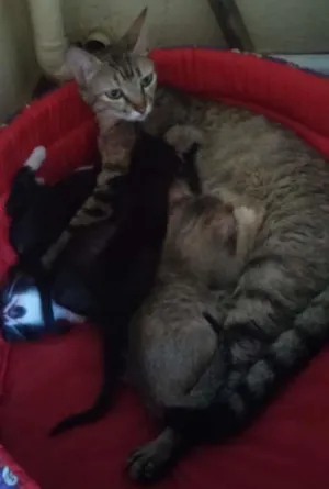 Gato raça  idade Abaixo de 2 meses nome Gatinhos