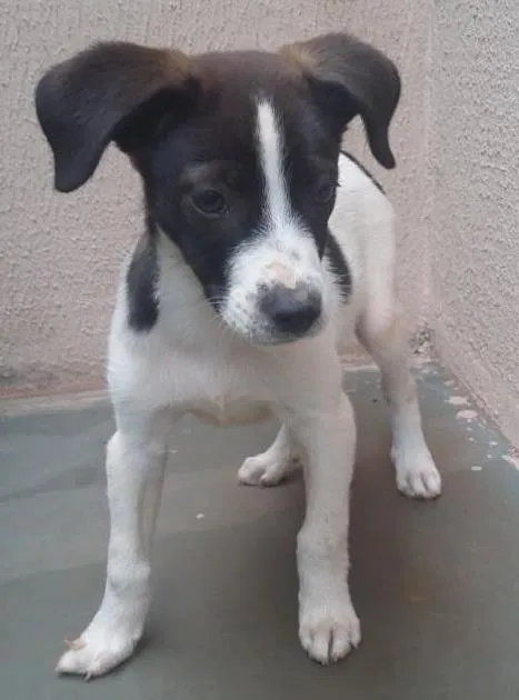 Cachorro ra a  idade Abaixo de 2 meses nome Sadam