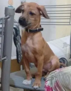 Cachorro raça Vira-lata idade 2 a 6 meses nome Sirius