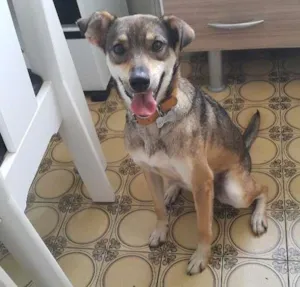 Cachorro raça SRD idade 3 anos nome Nina