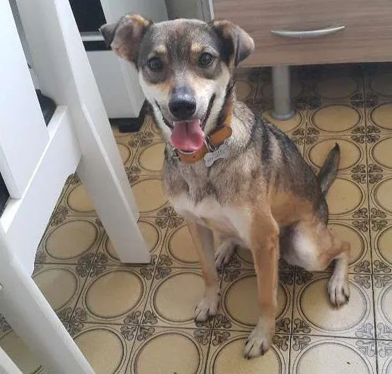 Cachorro ra a SRD idade 3 anos nome Nina