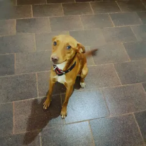 Cachorro raça SRD idade 1 ano nome Menina