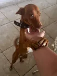 Menina