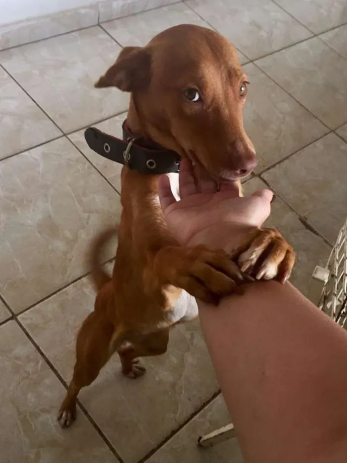 Cachorro ra a SRD idade 1 ano nome Menina