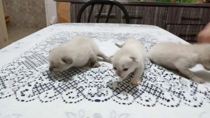 Gato ra a Mestiços idade Abaixo de 2 meses nome Fofinhos