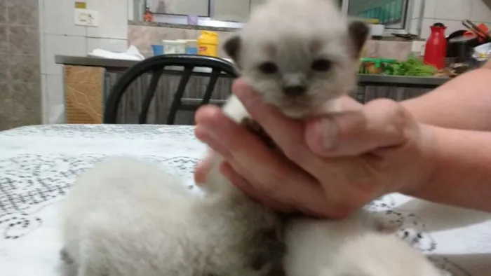 Gato ra a Mestiços idade Abaixo de 2 meses nome Fofinhos