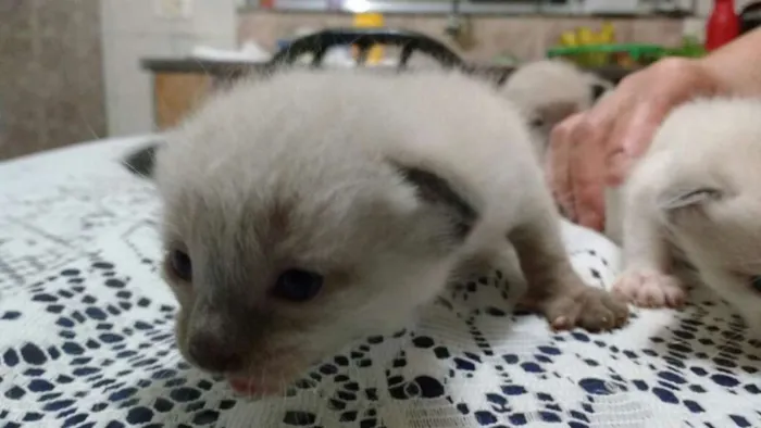 Gato ra a Mestiços idade Abaixo de 2 meses nome Fofinhos