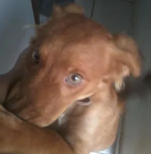 Cachorro raça Cocker idade 1 ano nome luna