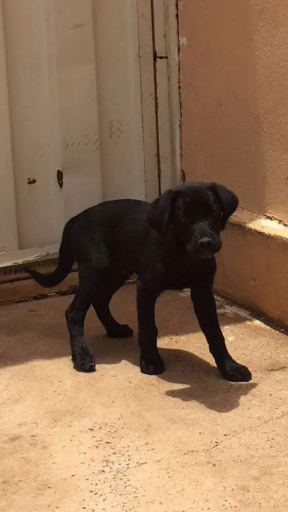 Cachorro raça Labrador idade 2 a 6 meses nome Bolt