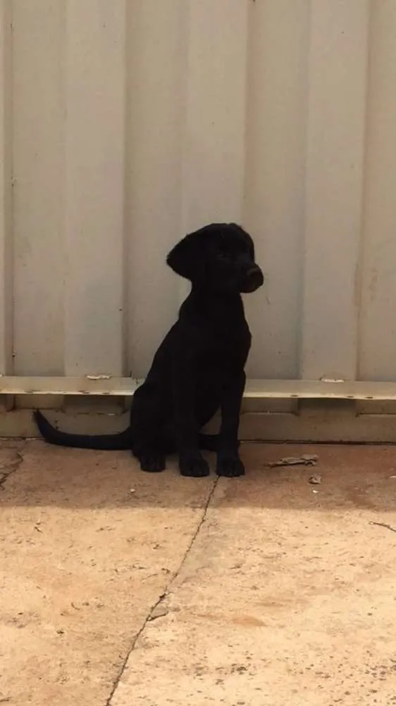 Cachorro raça Labrador idade 2 a 6 meses nome Bolt