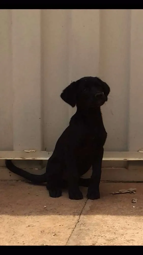 Cachorro raça Labrador idade 2 a 6 meses nome Bolt