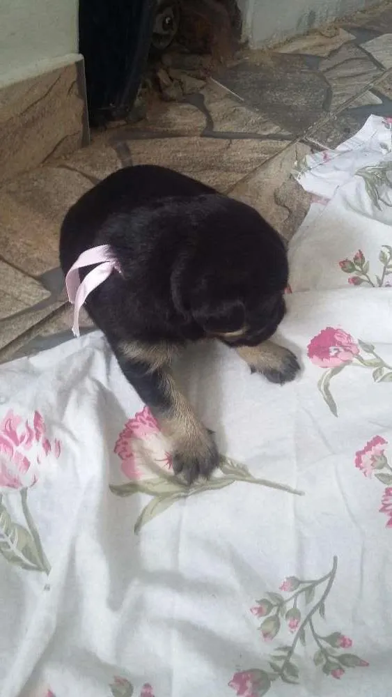 Cachorro ra a vira lata idade Abaixo de 2 meses nome nao tem