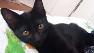 Gato raça srd idade 2 a 6 meses nome Pretinho Filhote