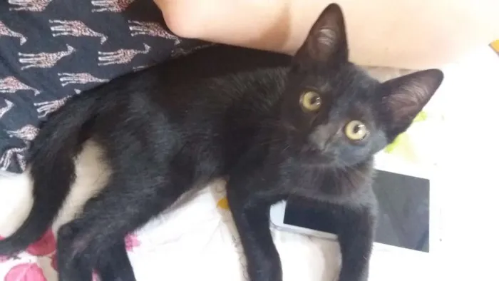 Gato ra a srd idade 2 a 6 meses nome Pretinho Filhote