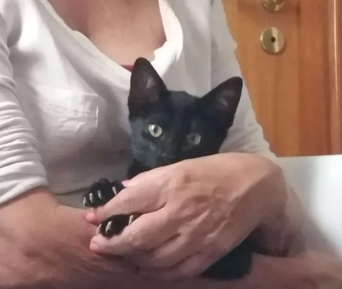 Gato ra a srd idade 2 a 6 meses nome Pretinho Filhote